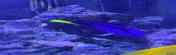 Other/Mixed Breed fish for sale: Marine fish in Plymouth - Advert 6
