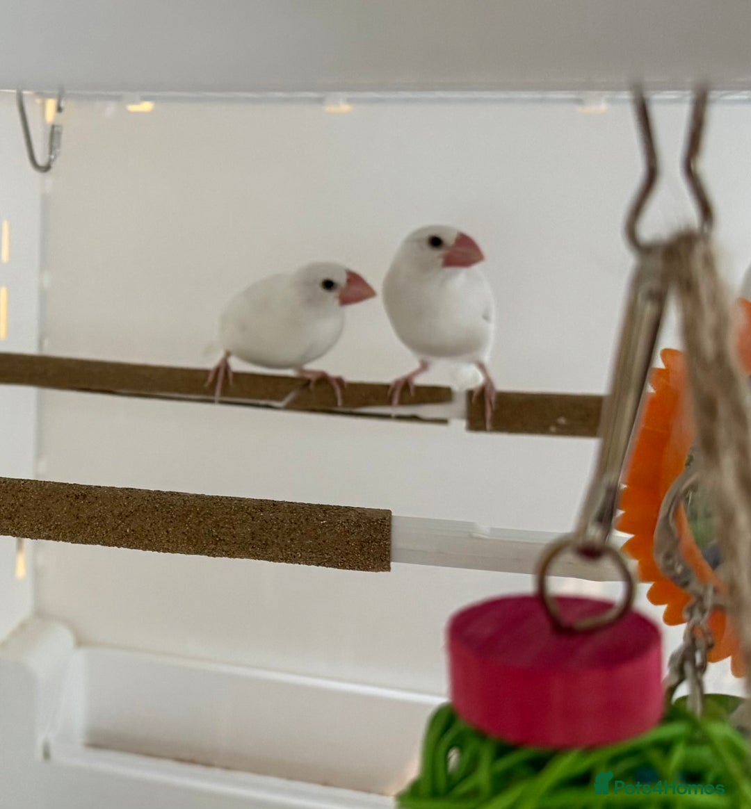 Finches birds for sale: female baby Java sparrow (finches) for sale   - Image 5