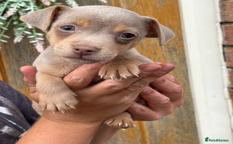 Jack Russell dogs - Advert 2