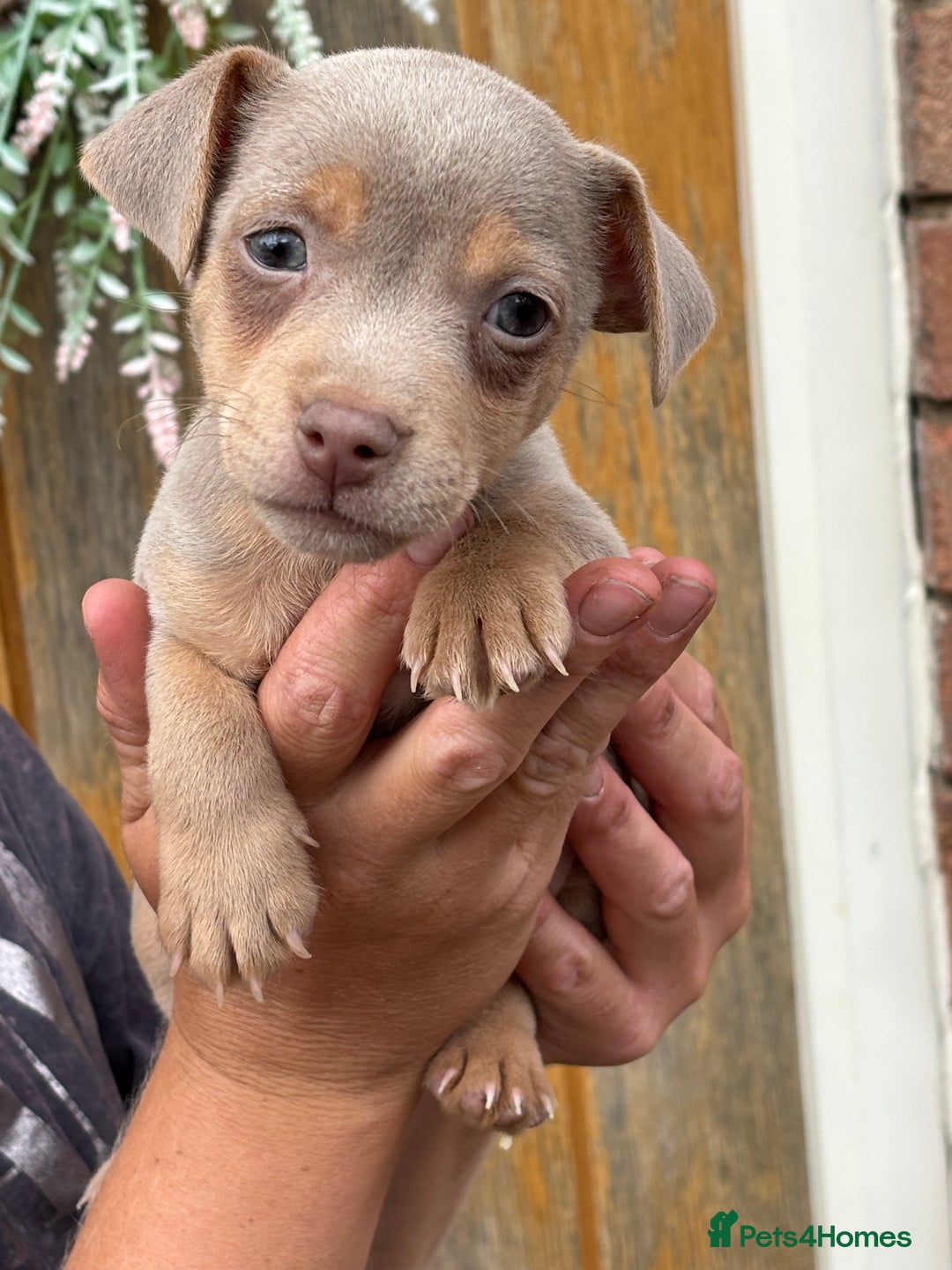 Jack Russell dogs for sale: Rare lilac and tan miniature jack russels  - Image 1