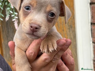 Jack Russell dogs - Advert 3