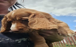 Cocker Spaniel dogs for sale: Gorgeous Cocker Pups - Image 3