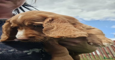 Cocker Spaniel dogs - Advert 3