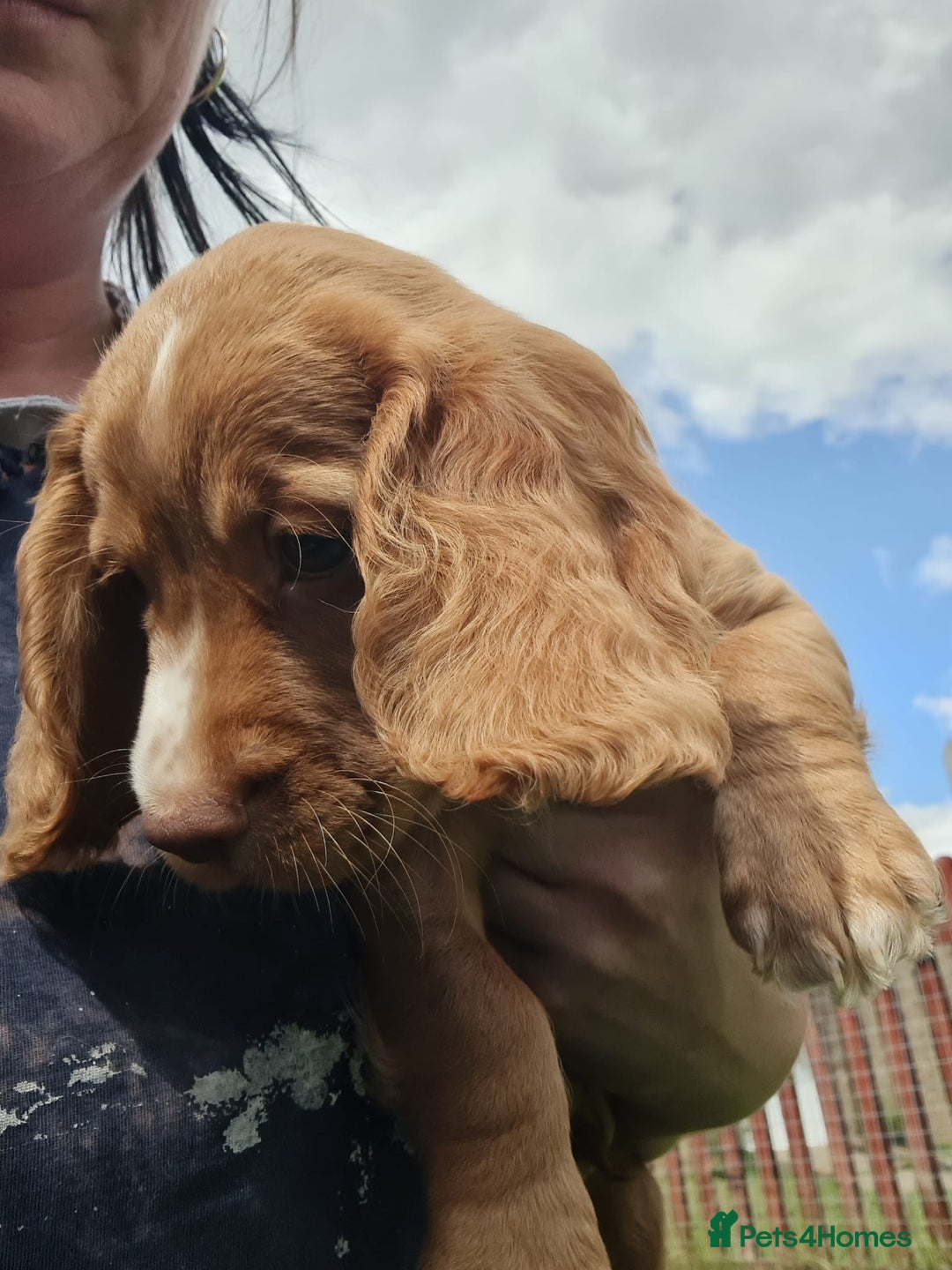 Cocker Spaniel dogs for sale: Gorgeous Cocker Pups - Image 3