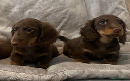 Miniature Dachshund dogs for sale: Last Long Haired Miniature Dachshund puppy in Gravesend - Image 17