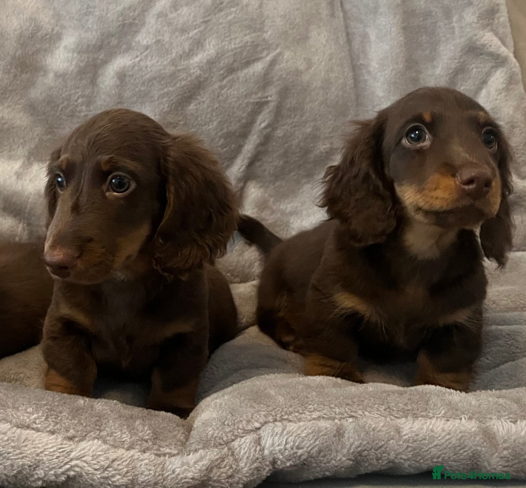 Miniature Dachshund dogs for sale: Last Long Haired Miniature Dachshund puppy in Gravesend - Image 17