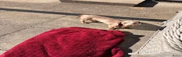 Dachshund dogs for sale: Rex male dog  in Wrexham - Advert 4