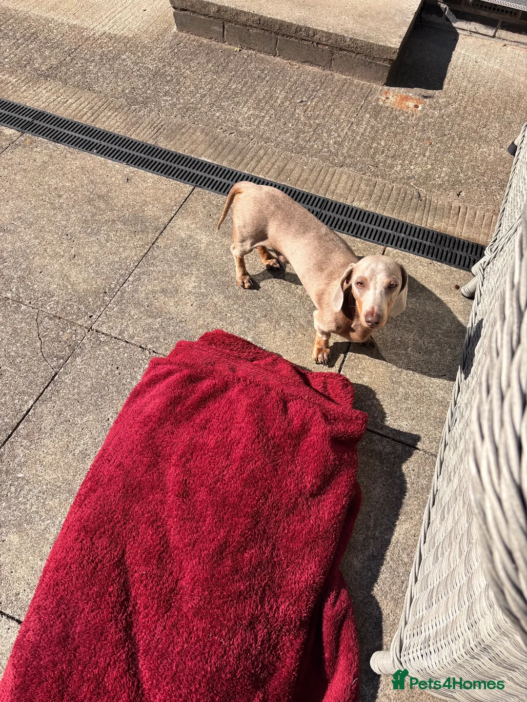 Dachshund dogs for sale: Rex male dog  in Wrexham - Advert 4