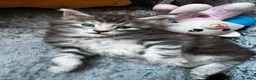 Maine Coon cats for sale: Beautiful Tica Registered kittens - Advert 17
