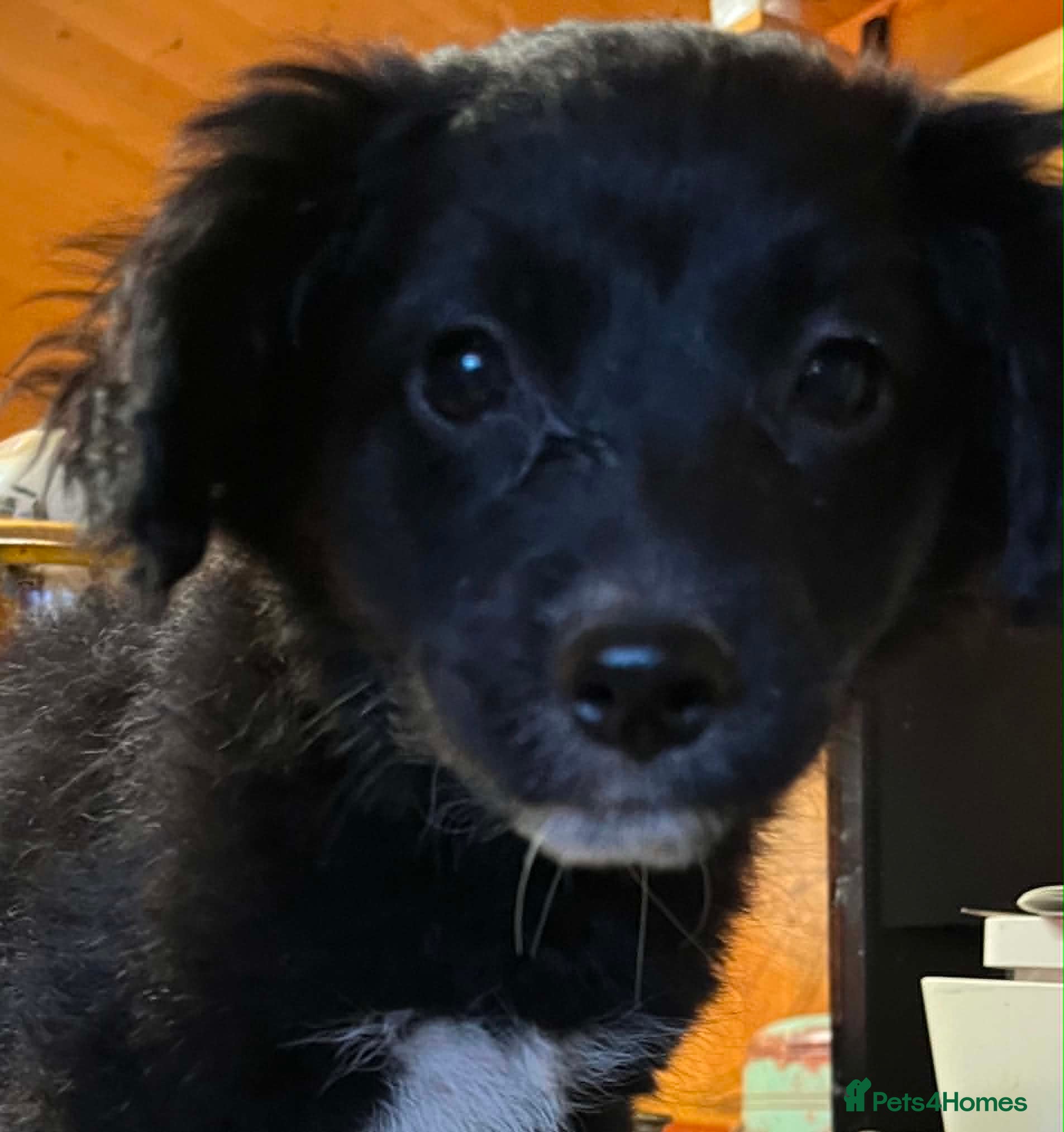 Mixed Breed dogs Cockeranians 5 girls 2 boys, ready now! - Advert 2
