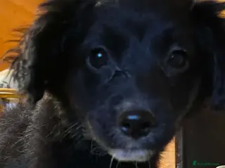 Mixed Breed dogs Cockeranians 5 girls 2 boys, ready now! - Advert 2