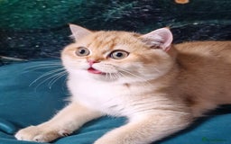 British Shorthair cats for sale: NY12 GOLDEN BSH BOY READY TO GO! - Image 10