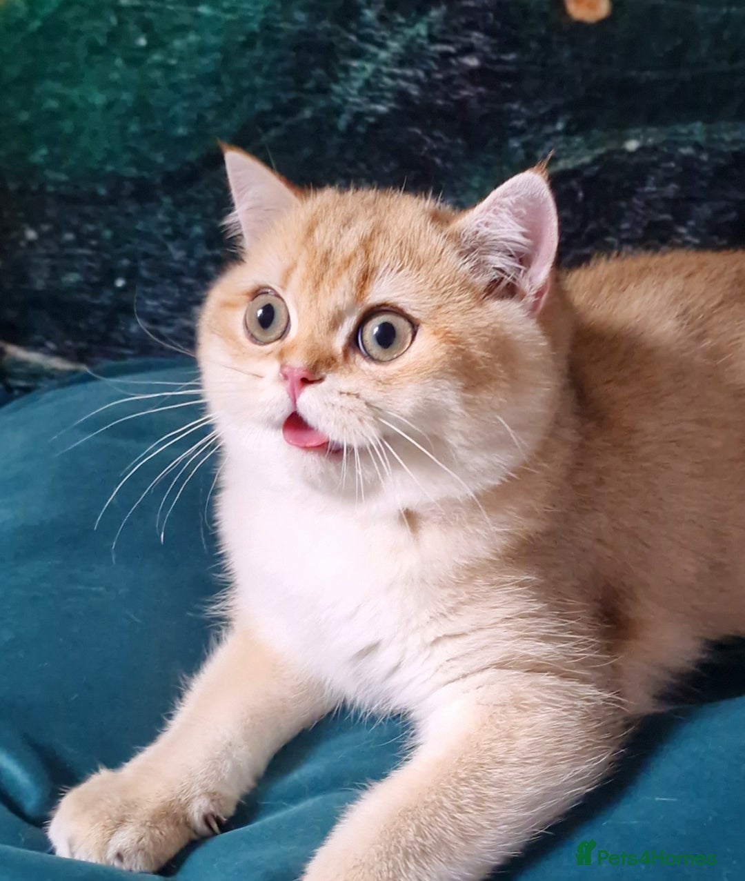 British Shorthair cats for sale: NY12 GOLDEN BSH BOY READY TO GO! - Image 10