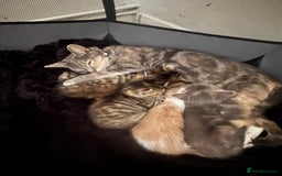 Mixed Breed cats for sale: Mixed breed cats ready now - Image 9
