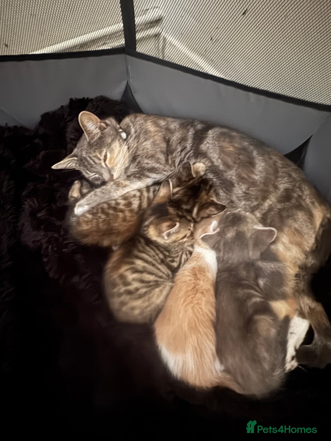 Mixed Breed cats for sale: Mixed breed cats ready now - Image 9