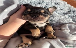 French Bulldog dogs for sale: 7 BEAUTIFUL FRENCHIE PUPPIES FOR SALE 🐾🐶  - Image 25