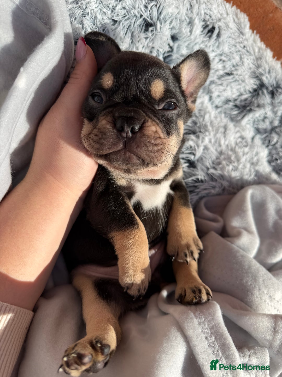 French Bulldog dogs for sale: 7 BEAUTIFUL FRENCHIE PUPPIES FOR SALE 🐾🐶  - Image 25