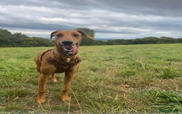Mixed Breed dogs for sale: Mara - Doberman X Lurcher 7 month old girl - Image 3