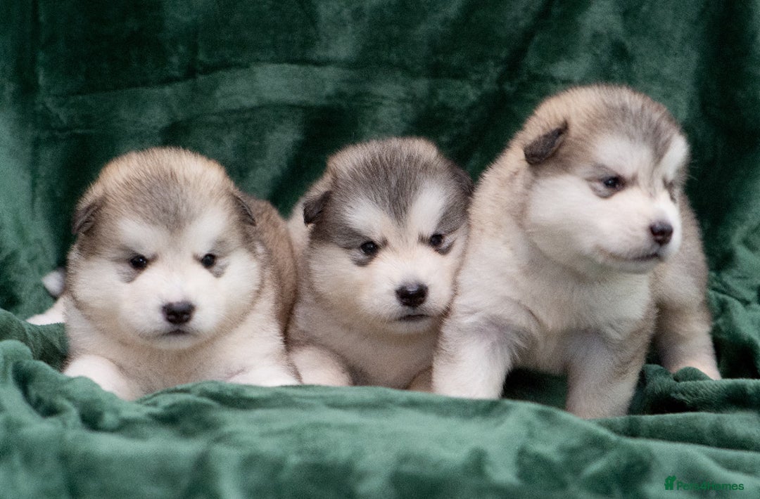 Alaskan Malamute dogs for sale: 🌟Beautiful pure malamutes💯 - Image 13