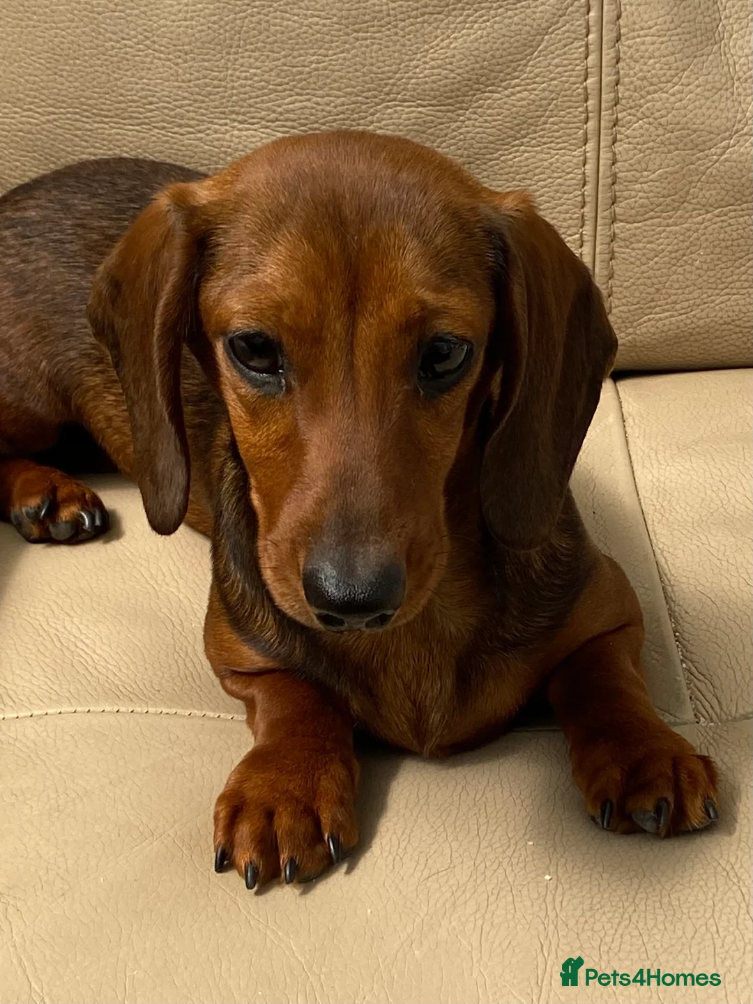 Miniature Dachshund dogs for sale: Beautiful mini dachshund puppy's now available  - Advert 2