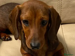 Miniature Dachshund dogs Beautiful mini dachshund puppy's now available - Advert 10