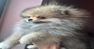 Pomeranian dogs - Advert 16