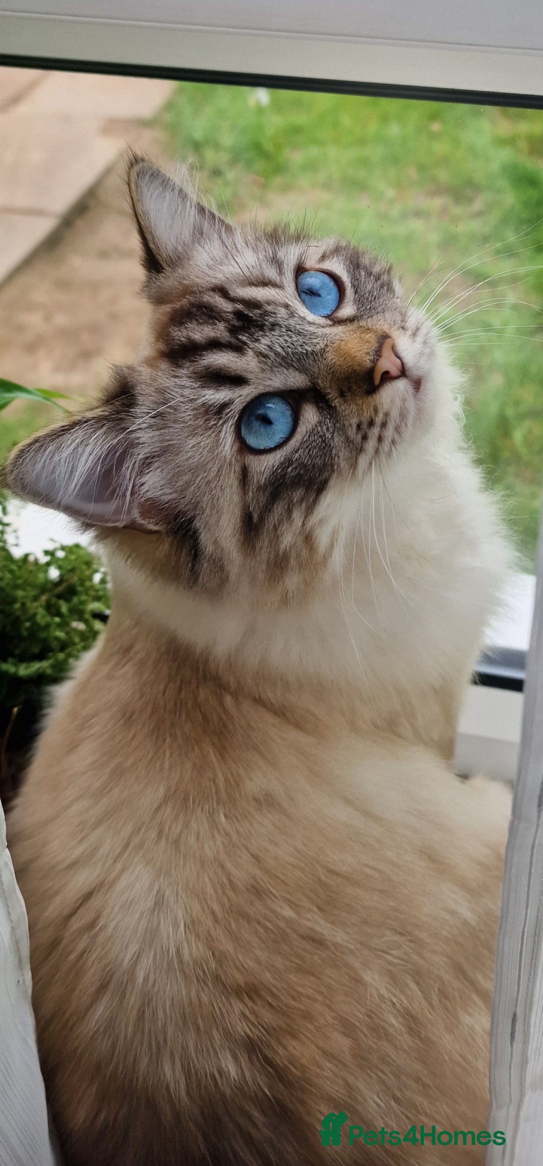 Ragdoll cats for sale: 5 beautiful PURE Ragdolls - Champion Bloodlines - Advert 2