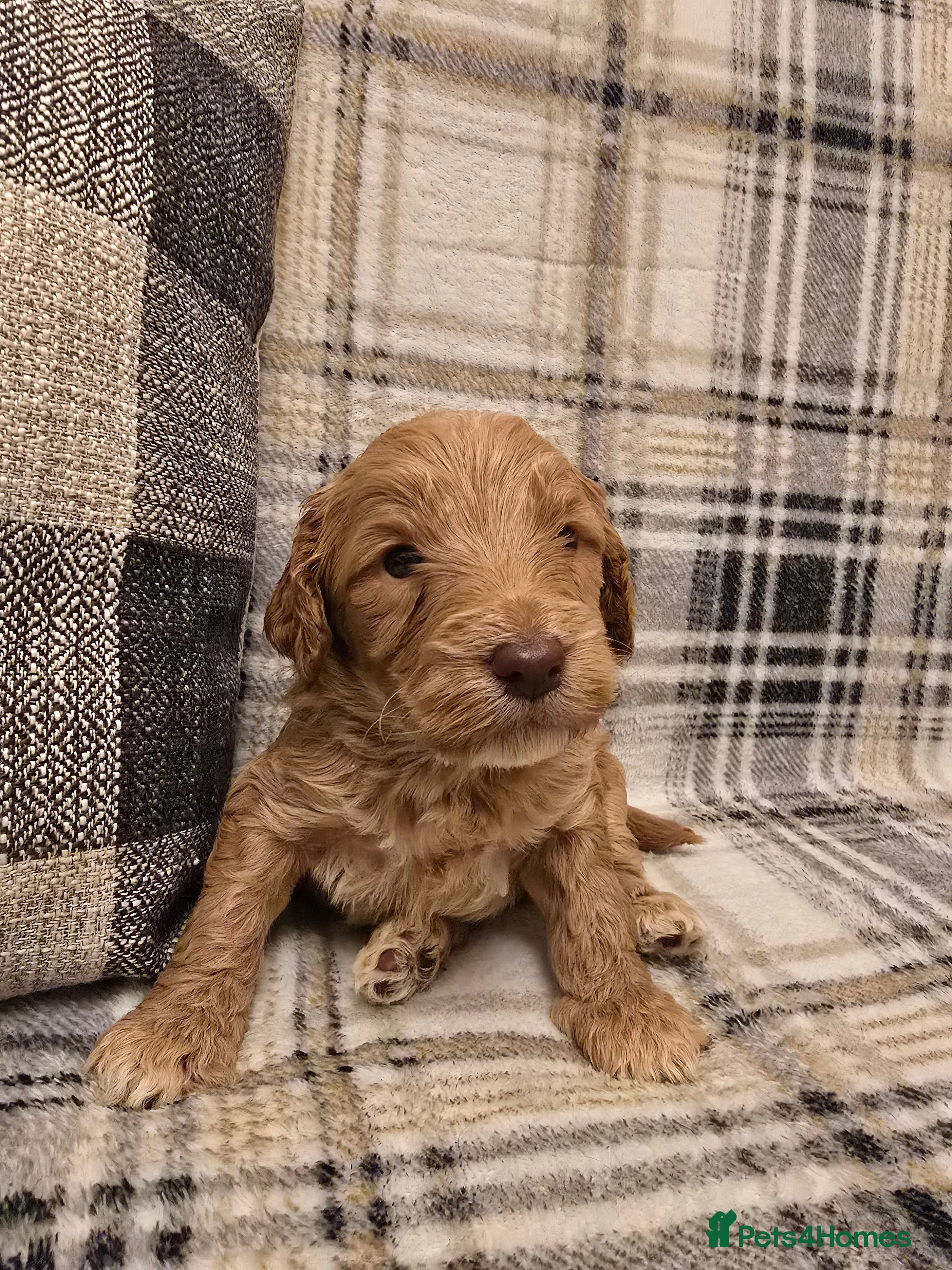 Goldendoodle dogs Goldendoodle🐶 - Advert 2