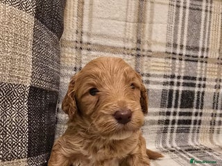 Goldendoodle dogs Goldendoodle🐶 - Advert 16
