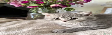 British Shorthair 1