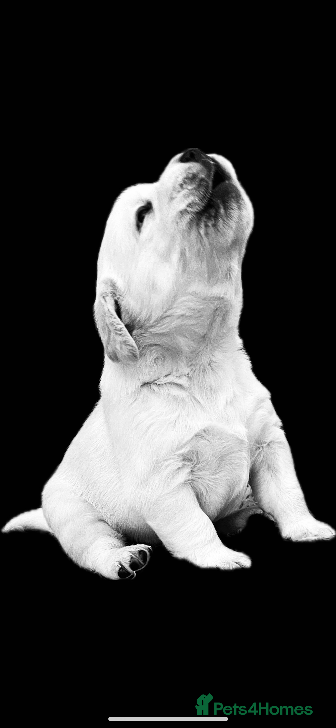 Labrador Retriever dogs for sale: Exceptional quality  - Image 9