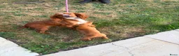 Cocker Spaniel dogs for sale: Cocker spaniel puppies - Advert 10
