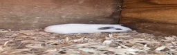 Guinea Pig rodents for sale: Baby guinea pigs  in Thetford - Advert 4