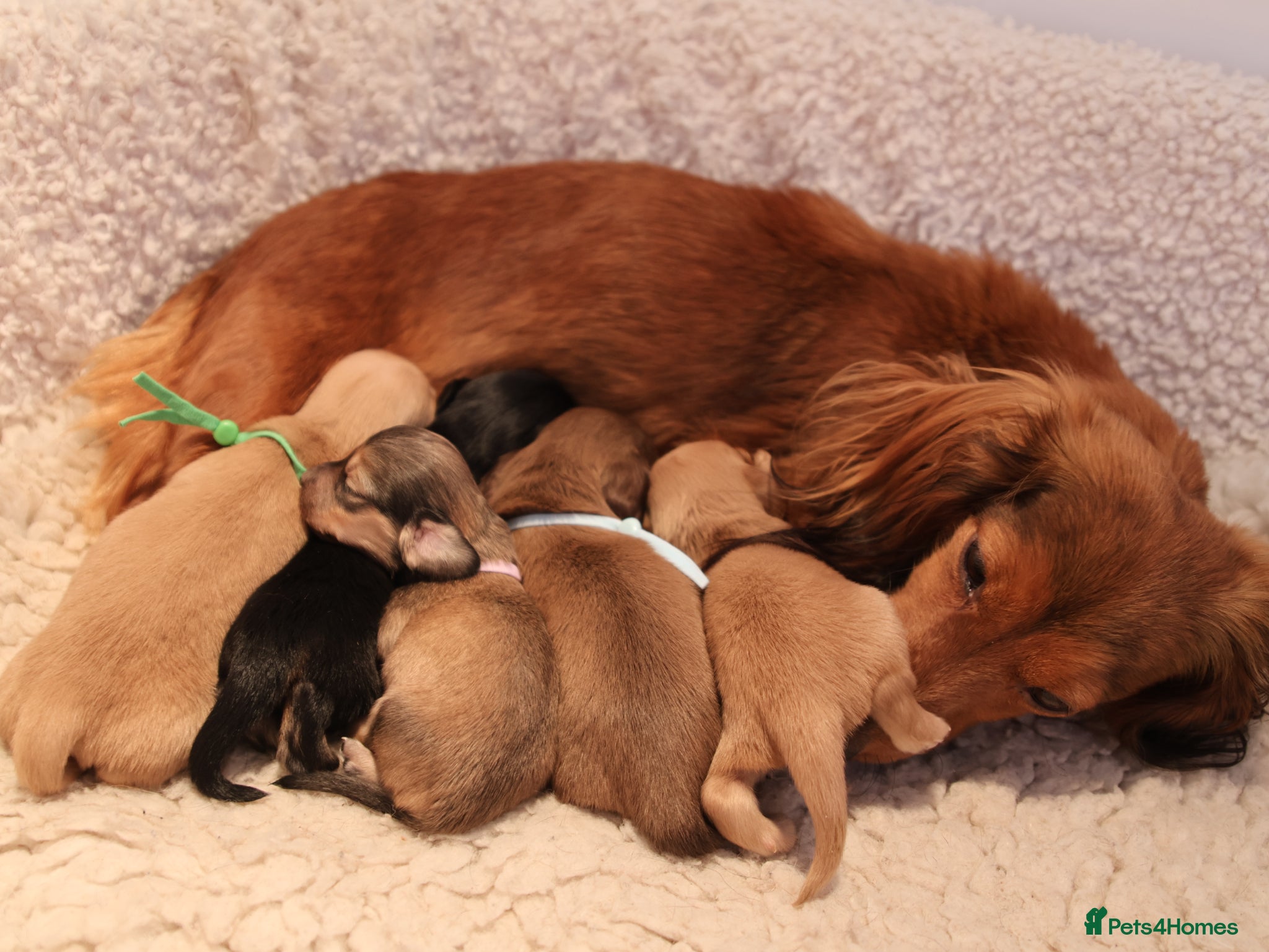 Miniature Dachshund dogs 5*Licensed+CREAM+LONGHAIR+Kc+PRACLEAR+VetChecked - Advert 2