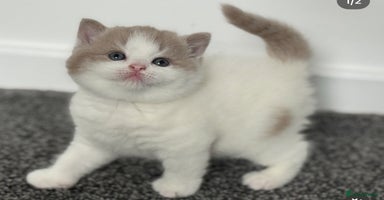 British Shorthair cats - Advert 4