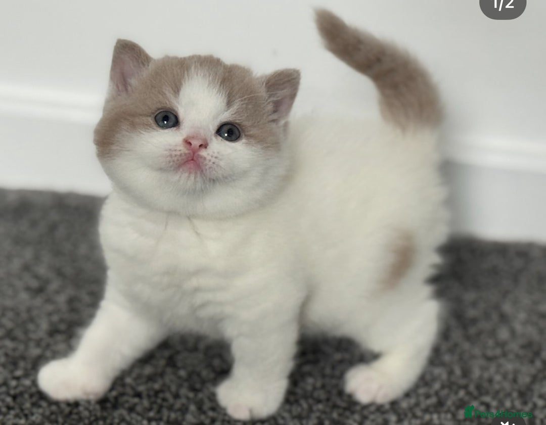 British Shorthair cats for sale: Fawn and white beautiful boy Tica ready Sep - Image 3
