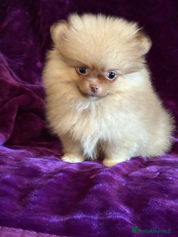 Pomeranian dogs - Advert 5