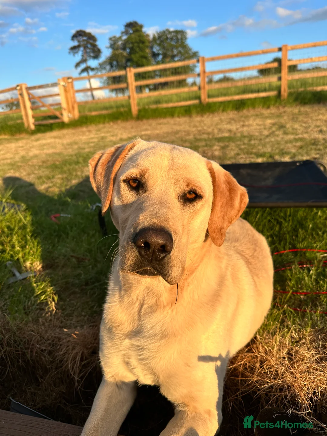 Labrador Retriever dogs for sale: Cream Male Labrador Retriever  - Advert 2