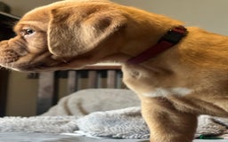 Dogue De Bordeaux dogs for sale: Kc registered Dogue de bordeaux puppies  - Image 24