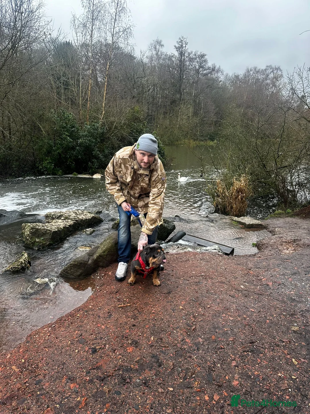 English Bulldog dogs for stud: English bulldog stud - Advert 1