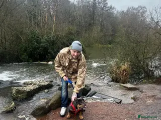 English Bulldog dogs English bulldog stud - Advert 1