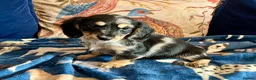 Mixed Breed dogs for sale: Working Cocker Spaniel x Longhair Dachshund - Advert 8