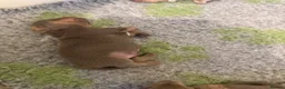 Dachshund dogs for sale: Reg miniature smooth daschunds  - Advert 3