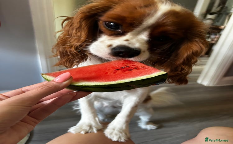 Cavalier King Charles Spaniel dogs - Advert 2