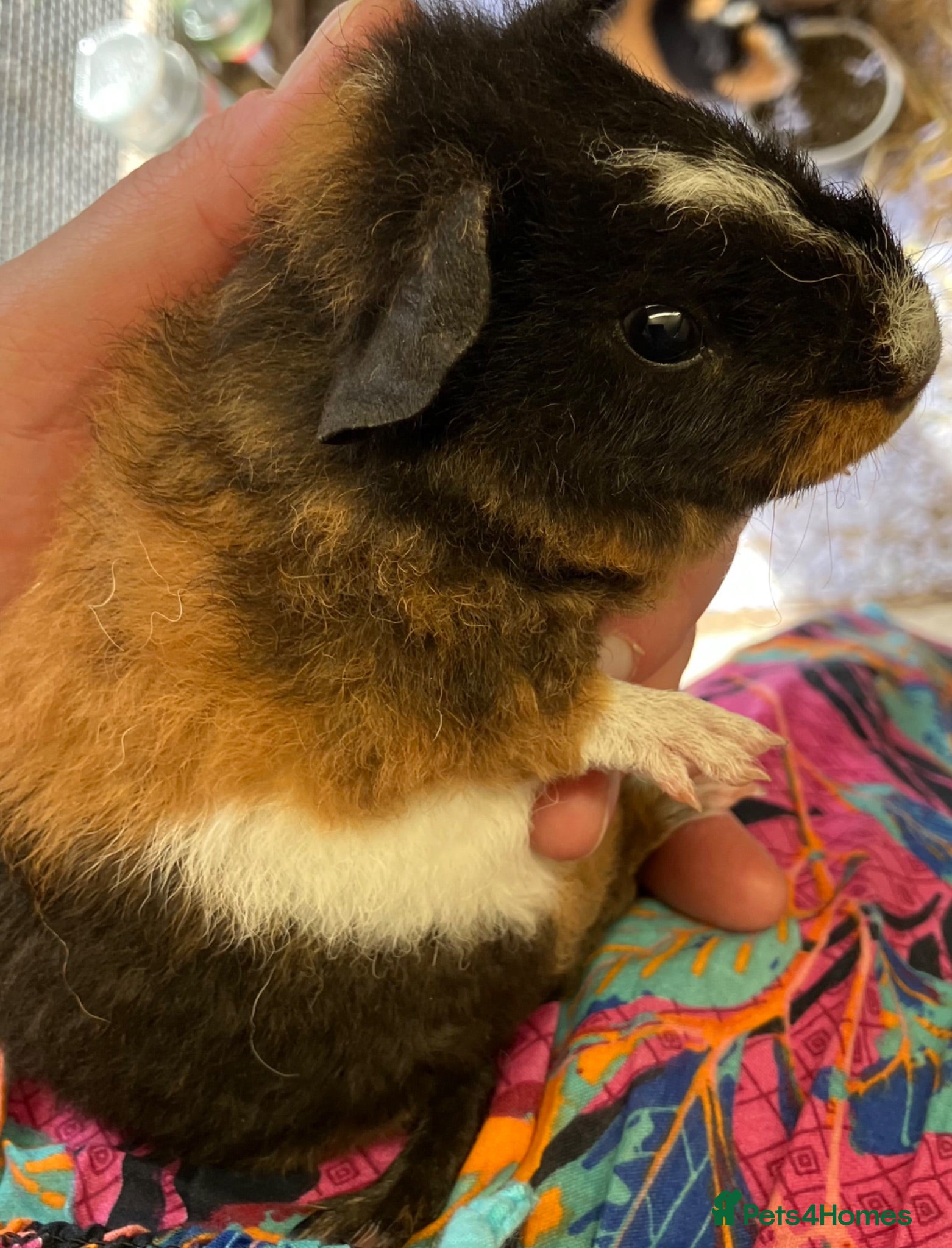 Guinea Pig rodents Pure bred baby Teddy girl - Advert 9