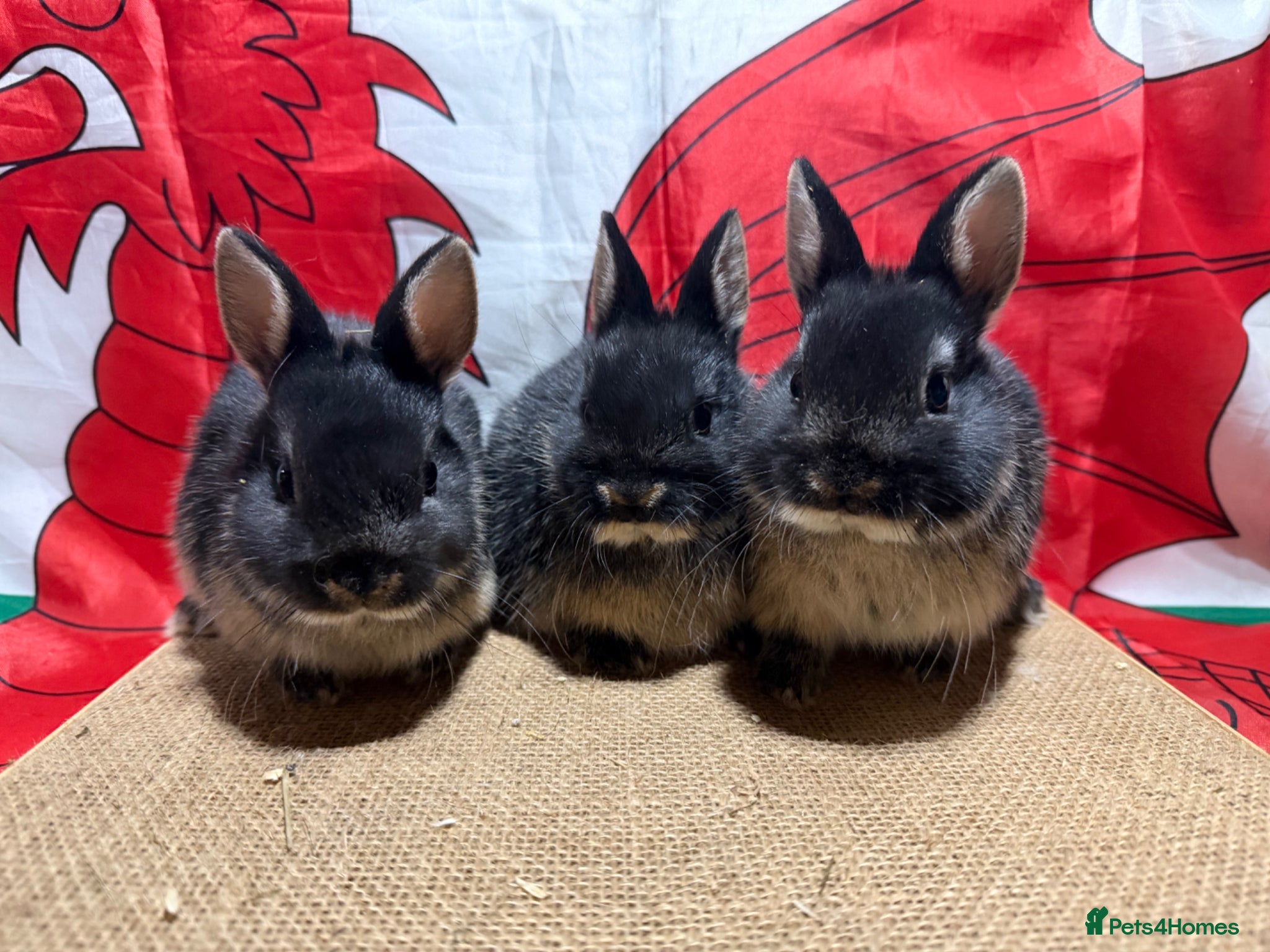 Netherland Dwarf rabbits Gorgeous Netherland dwarfs  Ready now  - Advert 4