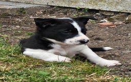 Border Collie dogs for sale: Unique blue eyed blue merle border collie puppies - Image 33