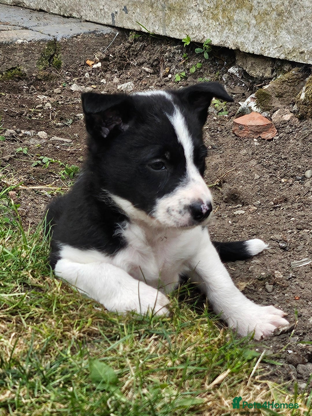 Border Collie dogs for sale: Unique blue eyed blue merle border collie puppies - Image 33
