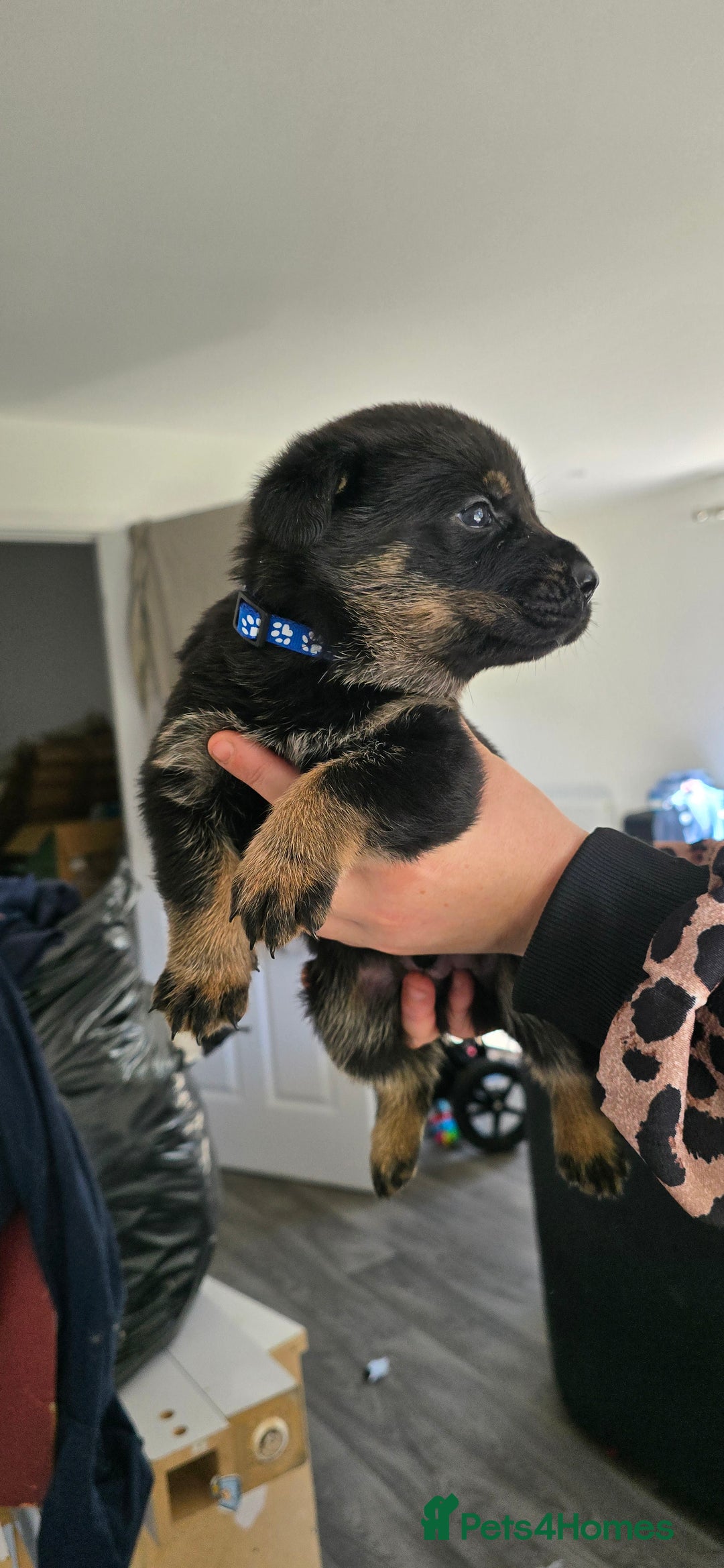 Mixed Breed dogs for sale: Rottweiler × german shepherd puppies - Image 5
