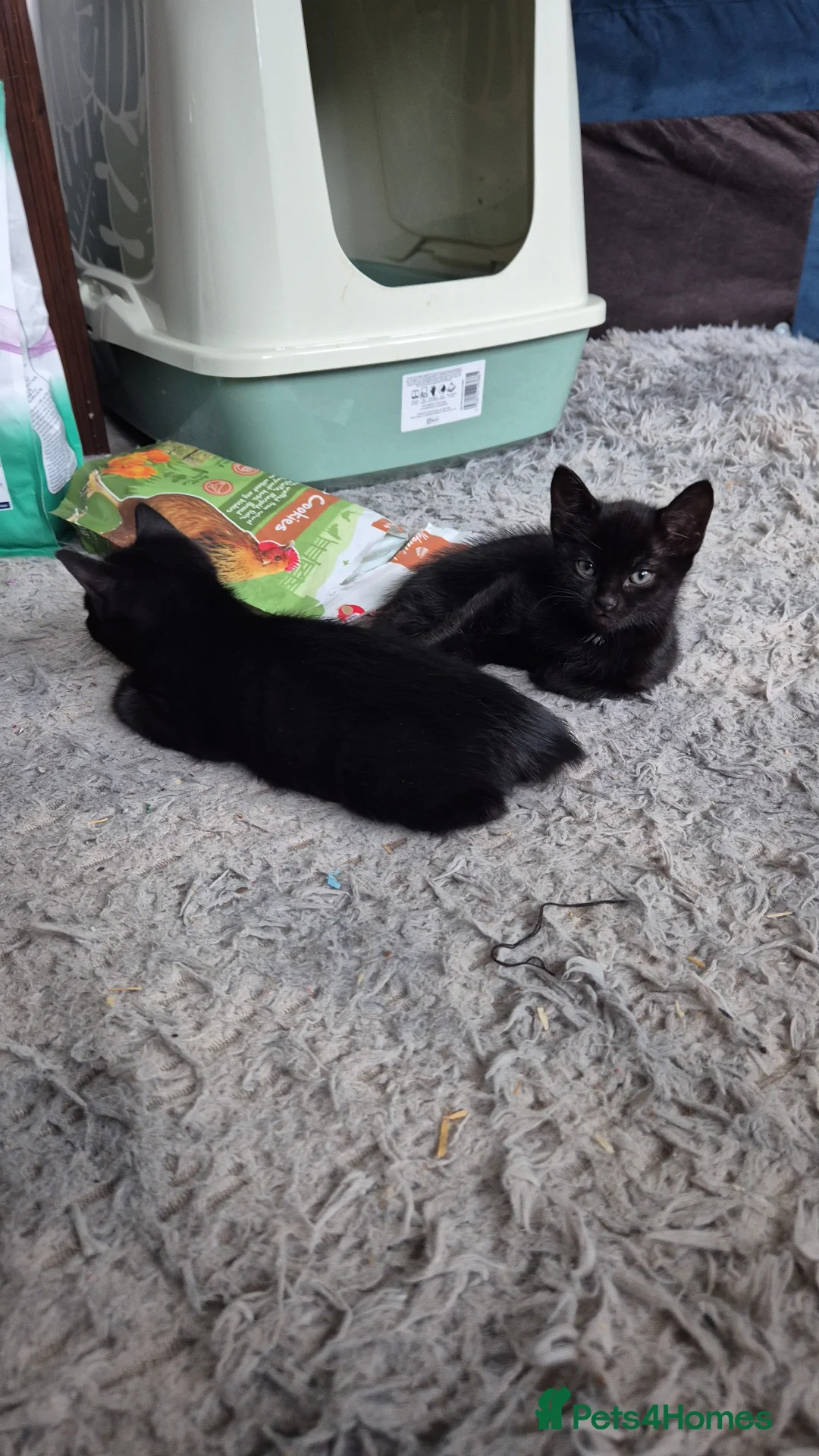 Mixed Breed cats for sale: 2 beautiful health female kittens in Wokingham - Advert 1